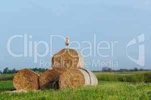 field with white stork and straw bale