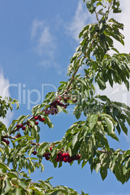 Kirschen am Baum