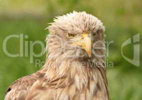 European white tailed eagle