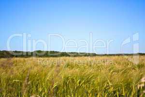 Feld mit Himmel