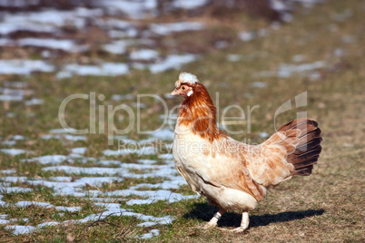 Huhn abgewandt