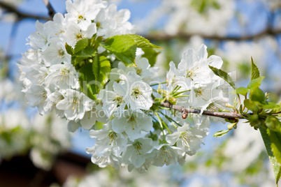 Frühlingsblüten