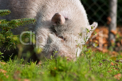 Schwein hinter Tanne