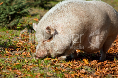 Schwein im Herbstlaub