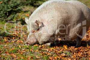 Schwein im Herbstlaub