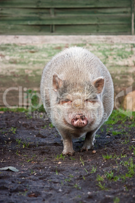 lächelndes Schwein