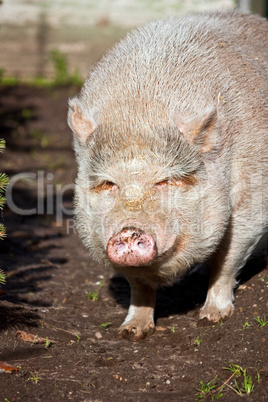 Schmunzelndes Schwein