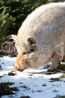 Schwein im Schnee