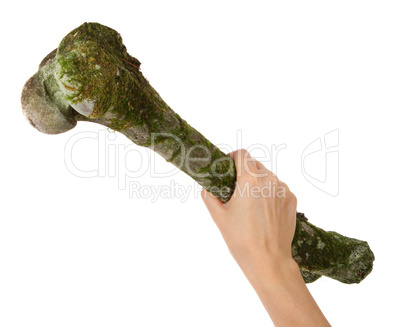 Old Femur roe in the moss in a hand