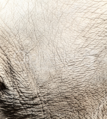 Elephant skin texture, background