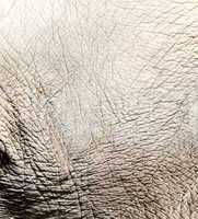 Elephant skin texture, background