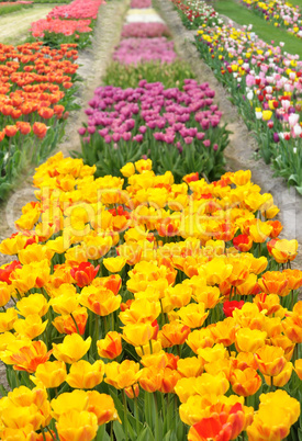 tulips field