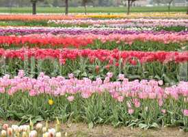 tulips farm