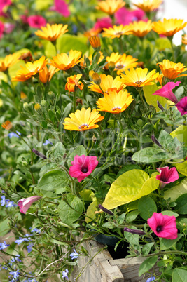 summer flowers