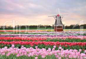 tulips field