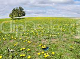 summer landscape