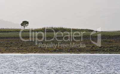 coastline with single tree