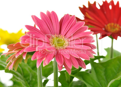 gerbera daisy