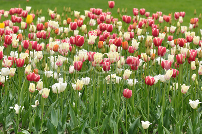 tulips