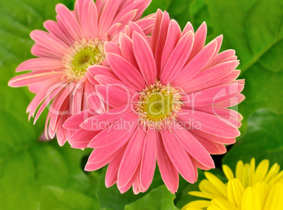 gerbera daisy