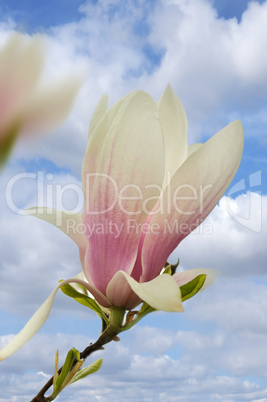 magnolia flowers