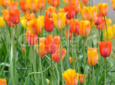 tulip flowers