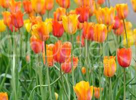 tulip flowers