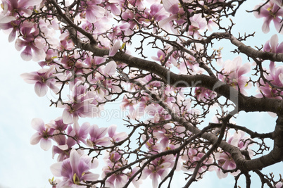 magnolia flowers