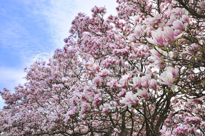 magnolia flowers