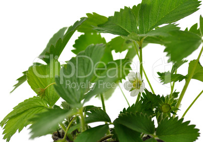 strawberry plant