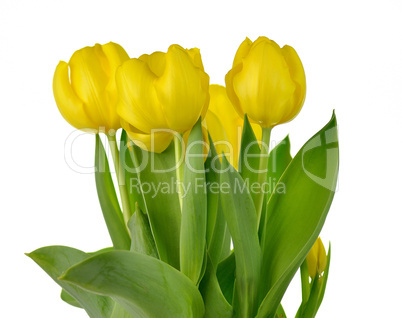 yellow tulips