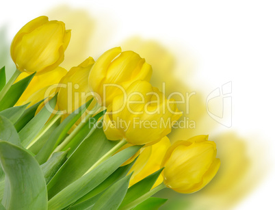 yellow tulips