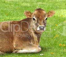 Brown calf