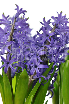 Hyacinth flowers