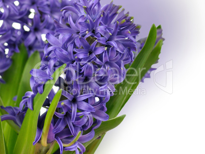 Hyacinth flowers