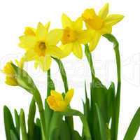 yellow  daffodils