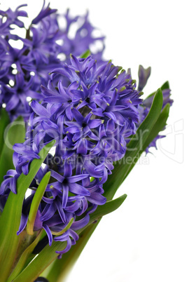 Hyacinth flowers