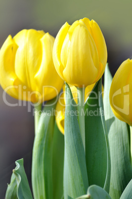 yellow tulips