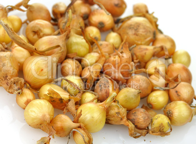 onion seeds