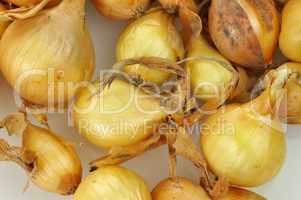 onion seeds