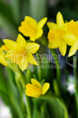 spring yellow flowers