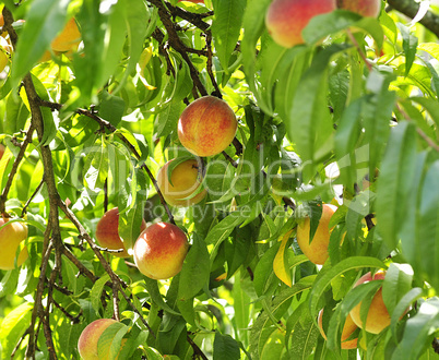 peach tree