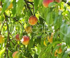 peach tree