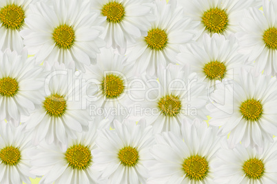 Daisy background