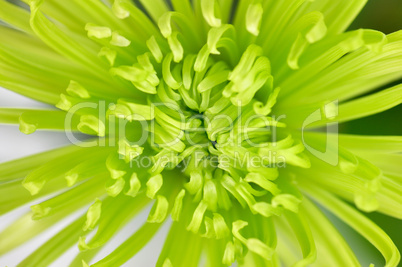 green flower