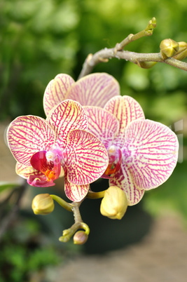 orchid flower