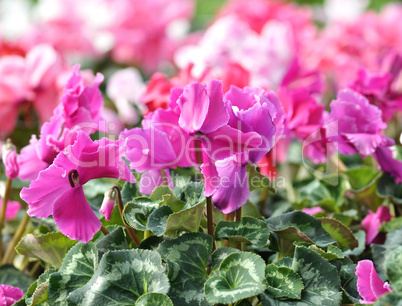 cyclamen flowers