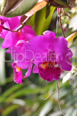 tropical flowers