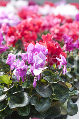 cyclamen flowers