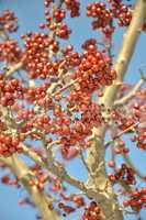 red berries on a tree